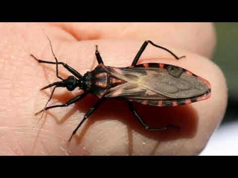 Vídeo: Como Se Livrar De Um Besouro De Casca Ou De Um Besouro Moedor Em Casa, Como Processar O Espaço