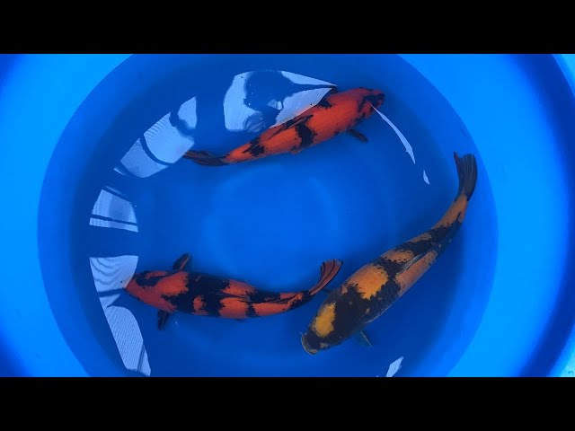 Koi For sale November 23 - BEAUTIFUL KOI!