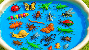 kids Learn | Insect & Bug Names for Kids 🐞🕷️ | Preschool Kids Learn, Insect Learning | Bug Names