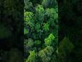 🌲 Banayan tree #banyantree #amazon #tree