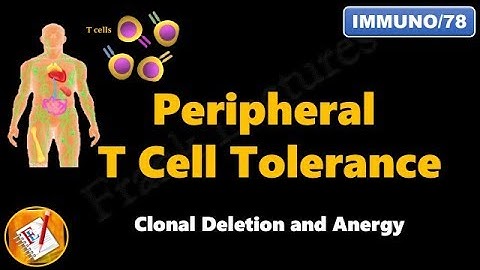 Peripheral T cell Tolerance - Clonal Deletion and Anergy (FL-Immuno/78)