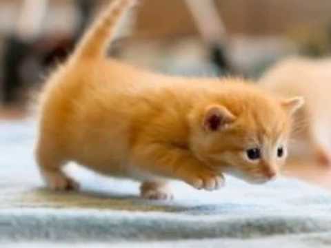 子猫 癒しの子猫が大集合 かわいさ満載 Youtube