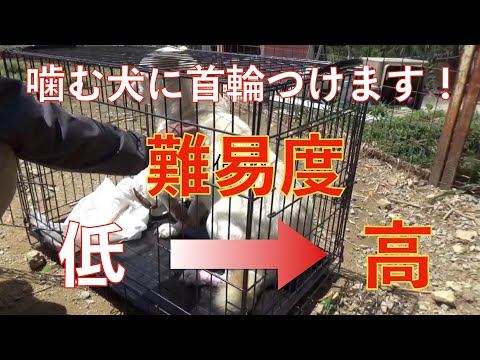 保健所から来た噛む犬3頭に首輪付けます！難易度  低→中→高 Dog Rescue A&R