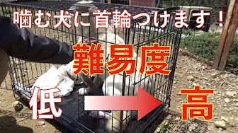 保健所から来た噛む野犬 愛ちゃん Youtube
