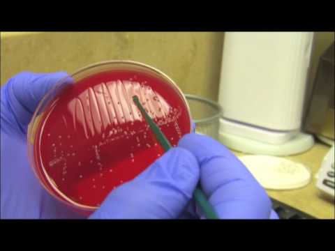 A Day in the Life - Laboratory Services at Mission Hospital