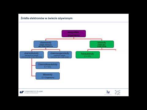 ATP w ludzkim organizmie (dr hab. Andrzej Woznica, prof. UŚ)