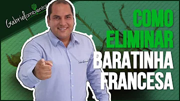 O que usar para matar barata francesa?