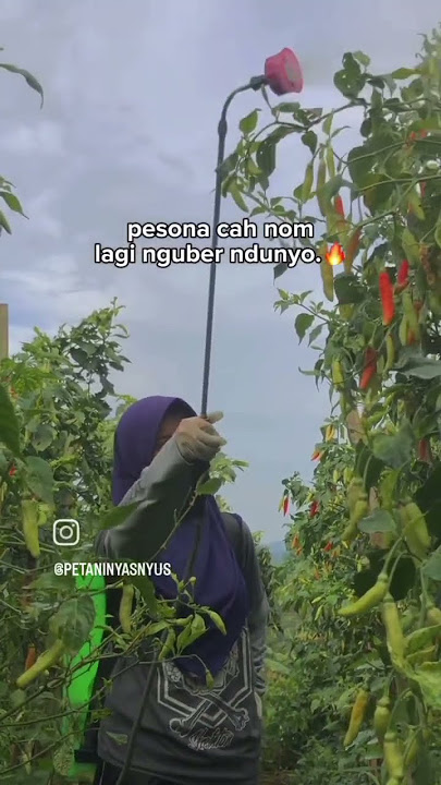 Ojo Wedi gengsi,nek gengsi gak urip#trending #bisnisanakmuda #petanimilenial #fyoupage #fyp
