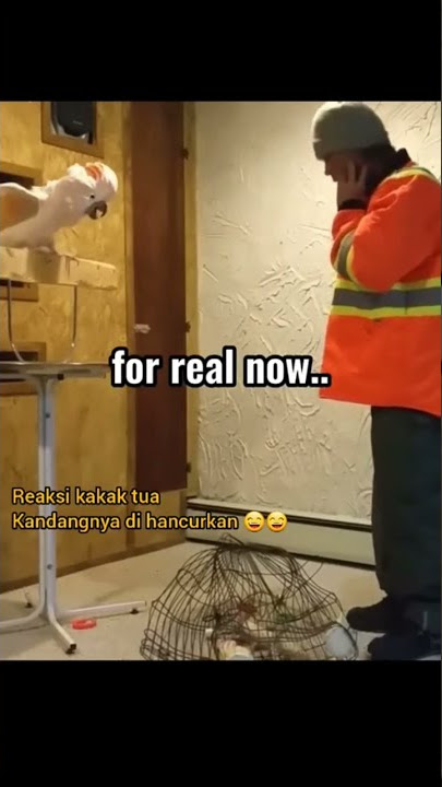 Lucu!!! kandang kakak tua di hancurkan dan kakak tua pun langsung marah🤣#shorts