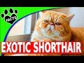 Cats 101: Exotic Shorthair Cats - 10 Facts - Animal Facts の動画、YouTube動画。