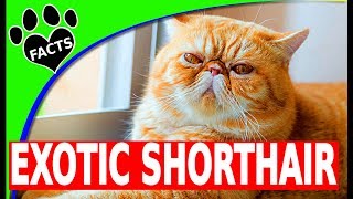 Exotic Shorthair Cats 101  10 Fun Facts