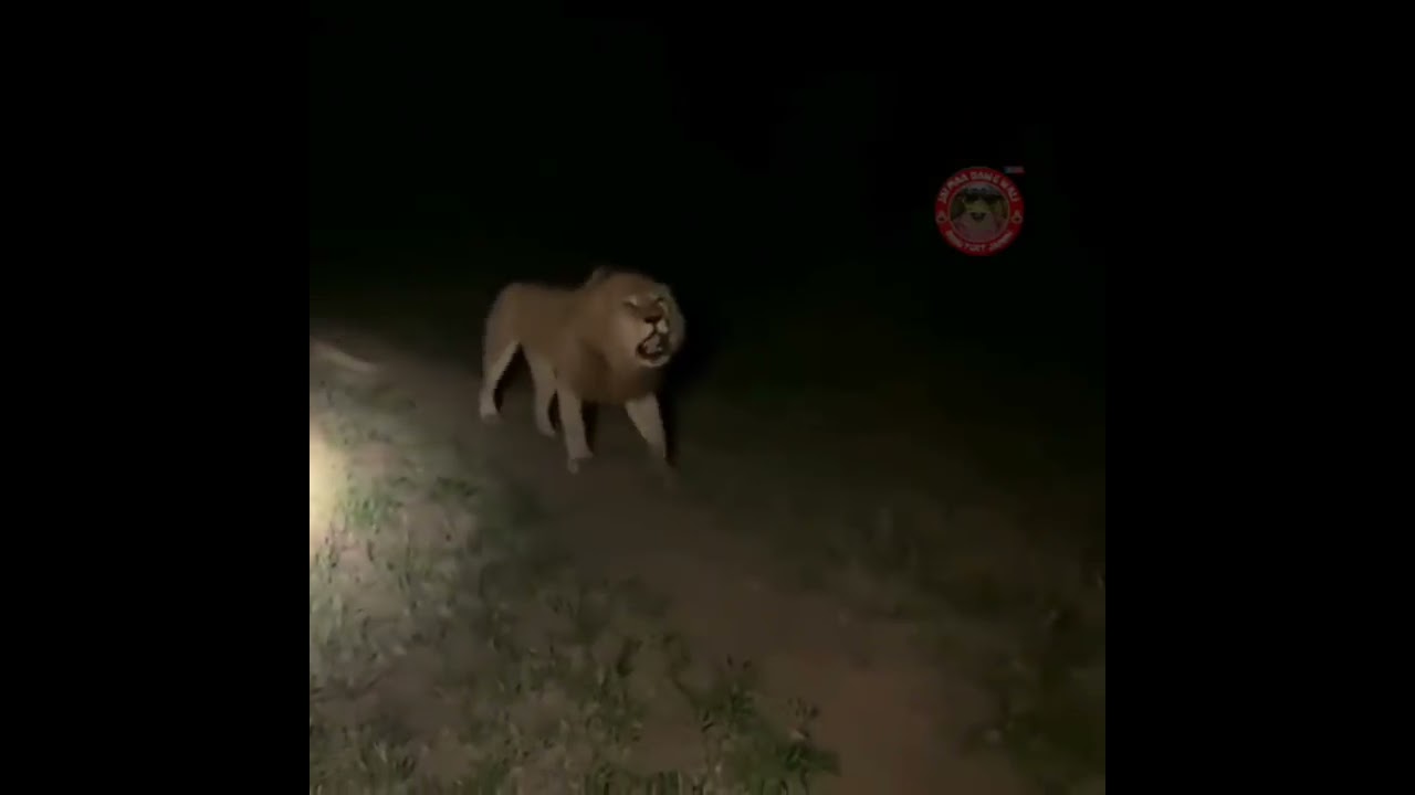 Tiger spotted at bhawan vaishnodevi Jai mata di