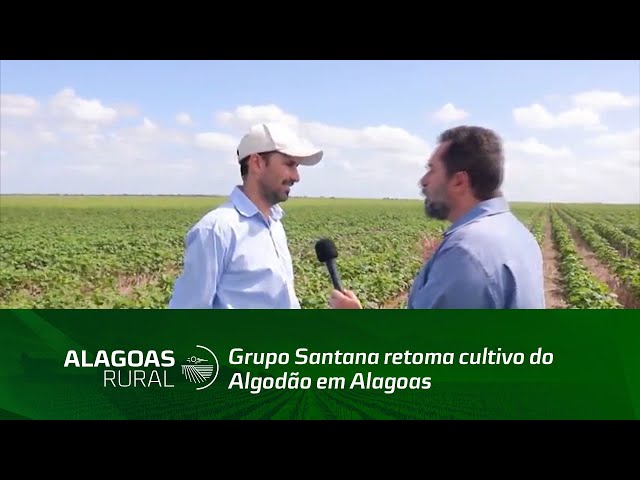 Grupo Santana retoma cultivo do Algodão em Alagoas