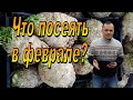 Что нужно посеять в феврале - наш проверенный список!