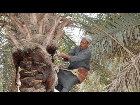 المعاملات الزراعية للنخيل بعد الصرام ( الجداد ) التقليم - التكريب - تجهيز الأحواض - التسميد