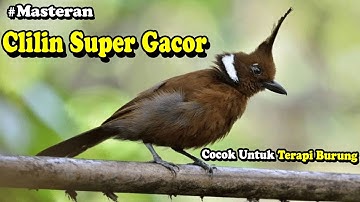 Masteran Cililin GACOR Full Nembak suara Alami Cocok Untuk Pancingan BURUNG