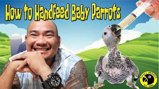 How to HandFeed Baby Parrots