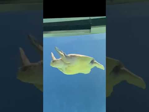 Video: Odysea Aquarium Scottsdale: consejos, entradas, ubicación