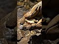 Pure Gold Melting Experiment – Liquid Gold to Solid Bar | #asmr  #gold #satisfying