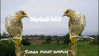 Suara Masteran Burung Merbah Lekir dijamin ampuh 💯% diiringi dengan suara air Merbah kunyit