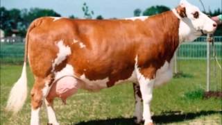 Dairy cows breeds
