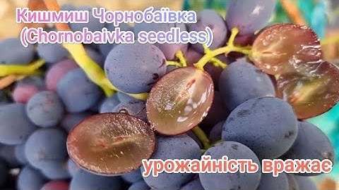  найновіший безнасінний сорт винограду відноситься до ранньо-середніх