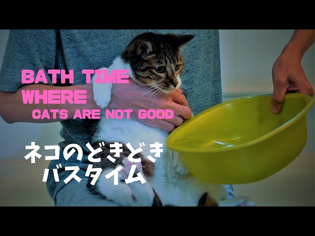 ネコ動画　秋に贈る猫のバスタイムストーリー「Bath time where  cats are not good～ネコのどきどきバスタイム～」