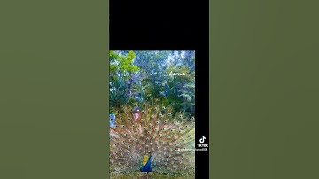 سورة الأحزاب القارئ احمد العجمي