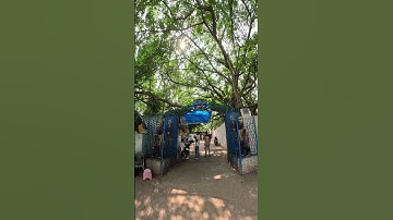 Mystical Beauty of Rajrappa Mandir 🛕✨ #Shorts
