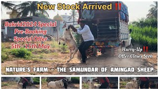 Nature’s Farm - The Samundar of Amingad Sheep in Bangalore | Bakrid 2024 Special Offer