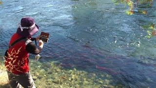 2014加拿大亞當河鮭魚大洄游Adams River Sockeye Salmon ...