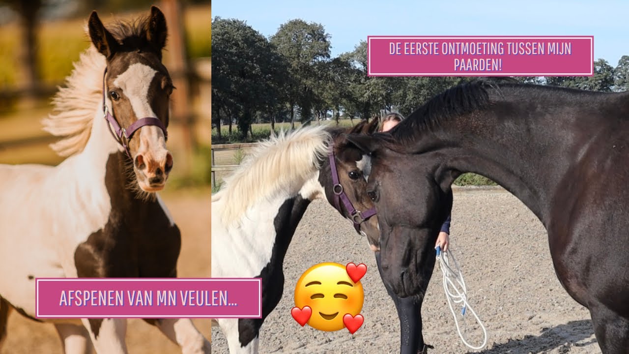 Mijn VEULEN AFSPENEN & VERHUIZEN!? - Life as Esmé