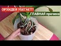 ОРХИДЕЯ убегает из горшка? МЕНЯТЬ грунт для Орхидеи