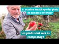 Quoi faire de vos vieux pieds de tomate ?