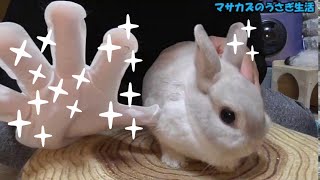 ウサギをナデナデしながらグルーミングできる手袋を使ってみると‥‥