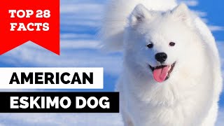 99% Of American Eskimo Dog Owners Dont Know This