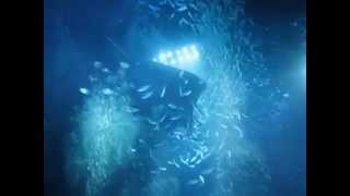 Diving With Manta Rays