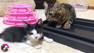 The ultimate trust shown by a rescued kitten who opens up to the first kitten he meets