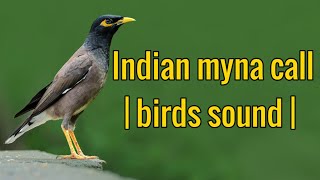 Indian myna call | birds sound | Common myna bird song | The common myna bird called |