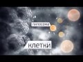 Раковая клетка. Найти и победить.