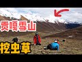 AL195集：去贡嘎雪山下挖虫草！阿龙加入藏民摩托大军，翻越30公里山路，体验高原上的美丽与艰辛「Eng Sub」