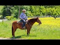 Teaching Your Horse to Trail Ride