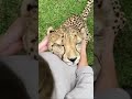 The cute cheetah is purring! Have you heard that? #shorts