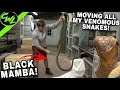 MOVING MY VENOMOUS SNAKES!!!(NEW HOUSE)