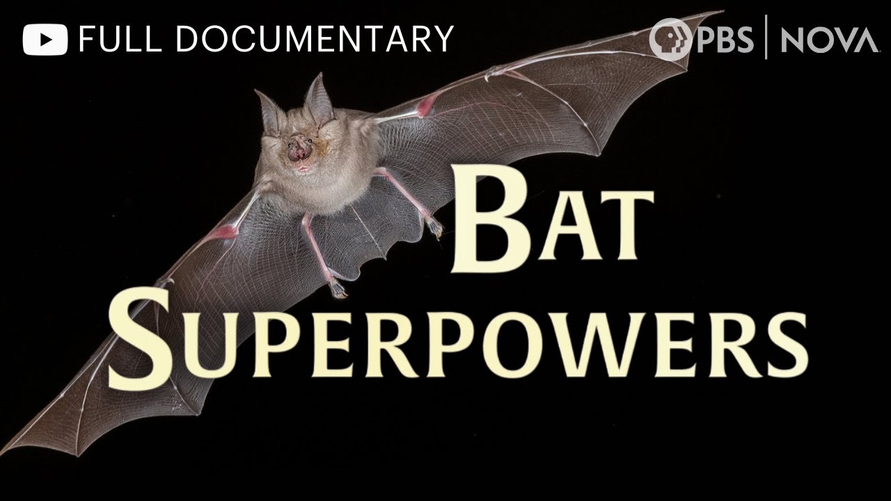 Bat Superpowers | Full Documentary | NOVA | PBS