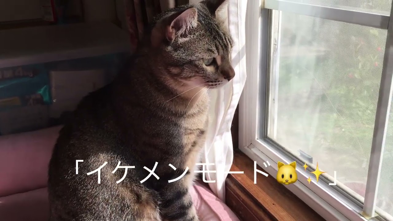 鳥さん発見👀✨ イケメン猫・黒豆ちゃんの真剣なまなざしと、日向ぼっこでとろける午後🐱☀️