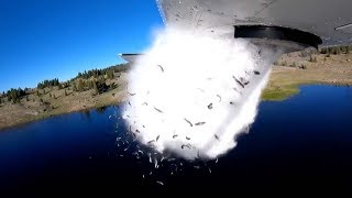 Fish Get Dropped From Plane To Repopulate Mountain Lake