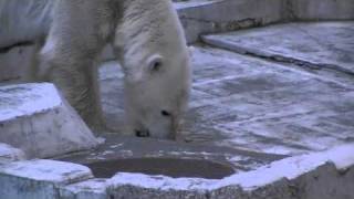 ララの特別メニュー