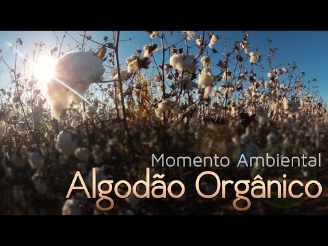 Vídeo: Qual é a sensação do algodão orgânico?