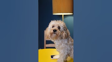 Doctor 👩‍⚕️ #funny #dog #dog #funnydog #funny